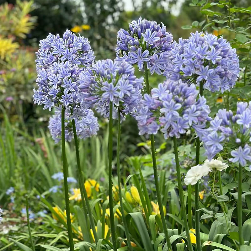 百子莲根茎花卉植物耐寒耐热好活