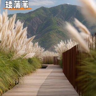 成都矮蒲苇盆栽花苗庭院花镜观赏草多年生四季常绿耐寒植物基地直