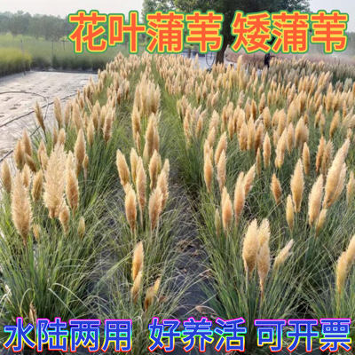 成都矮蒲苇盆栽花苗庭院花镜