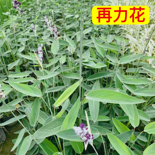 水培水生花卉再力花耐热净化水质