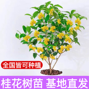 四季桂花盆栽树苗浓香型新中式盆景矮桩绿植桌面办公室内盆栽植物