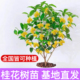 四季 桂花盆栽树苗浓香型新中式 盆景矮桩绿植桌面办公室内盆栽植物
