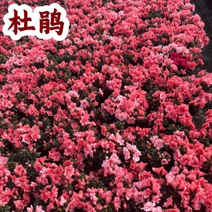 杜鹃花耐阴室内庭院阳台多年生绿植盆栽花卉植物原土发货多开花卉