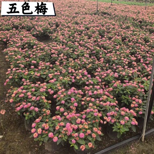 五色梅盆栽易活四季开花大苗耐热耐晒植物马缨丹庭院室外五色花卉