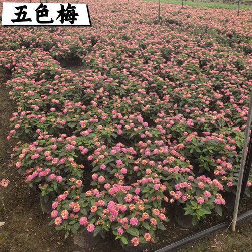 庭院五色梅盆栽耐热耐晒四季开花