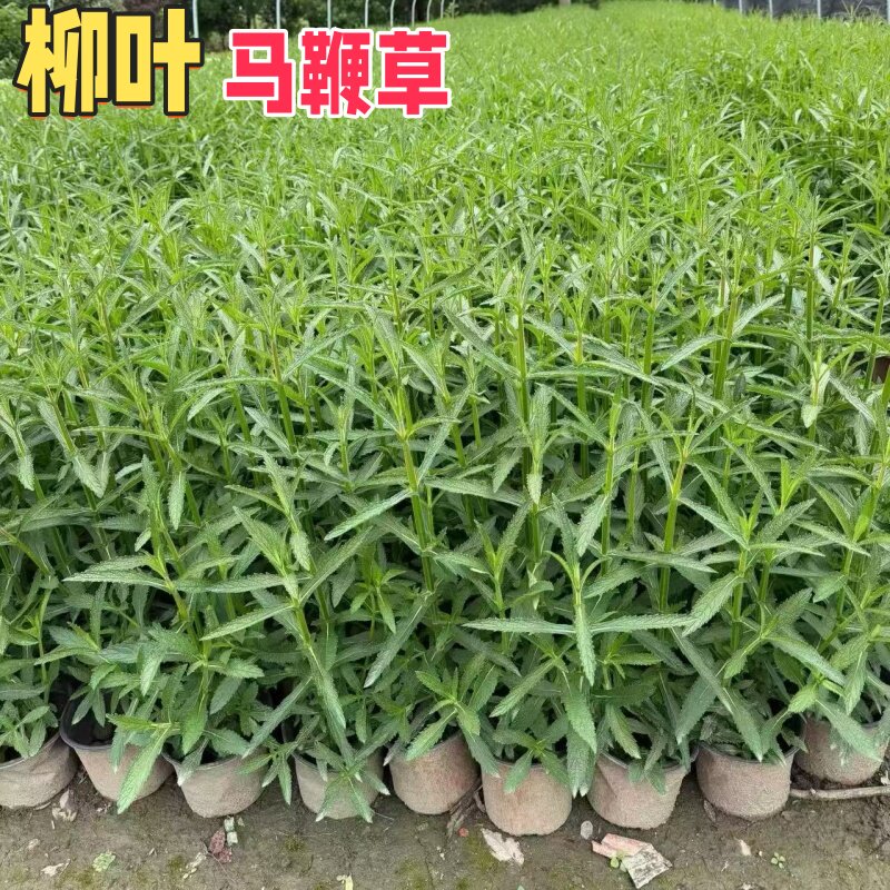 高杆柳叶马鞭草盆栽花卉耐热耐寒多年生宿根花卉庭院阳台好养植物