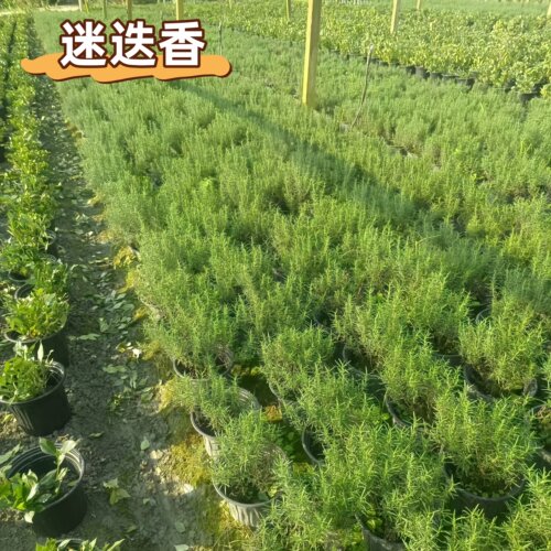 迷迭香盆栽可食用驱蚊牛排料