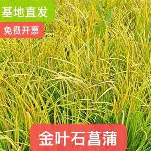 地被花镜植物金叶石菖蒲盆栽植物金叶苔草绿植湿地水栽多年生好养