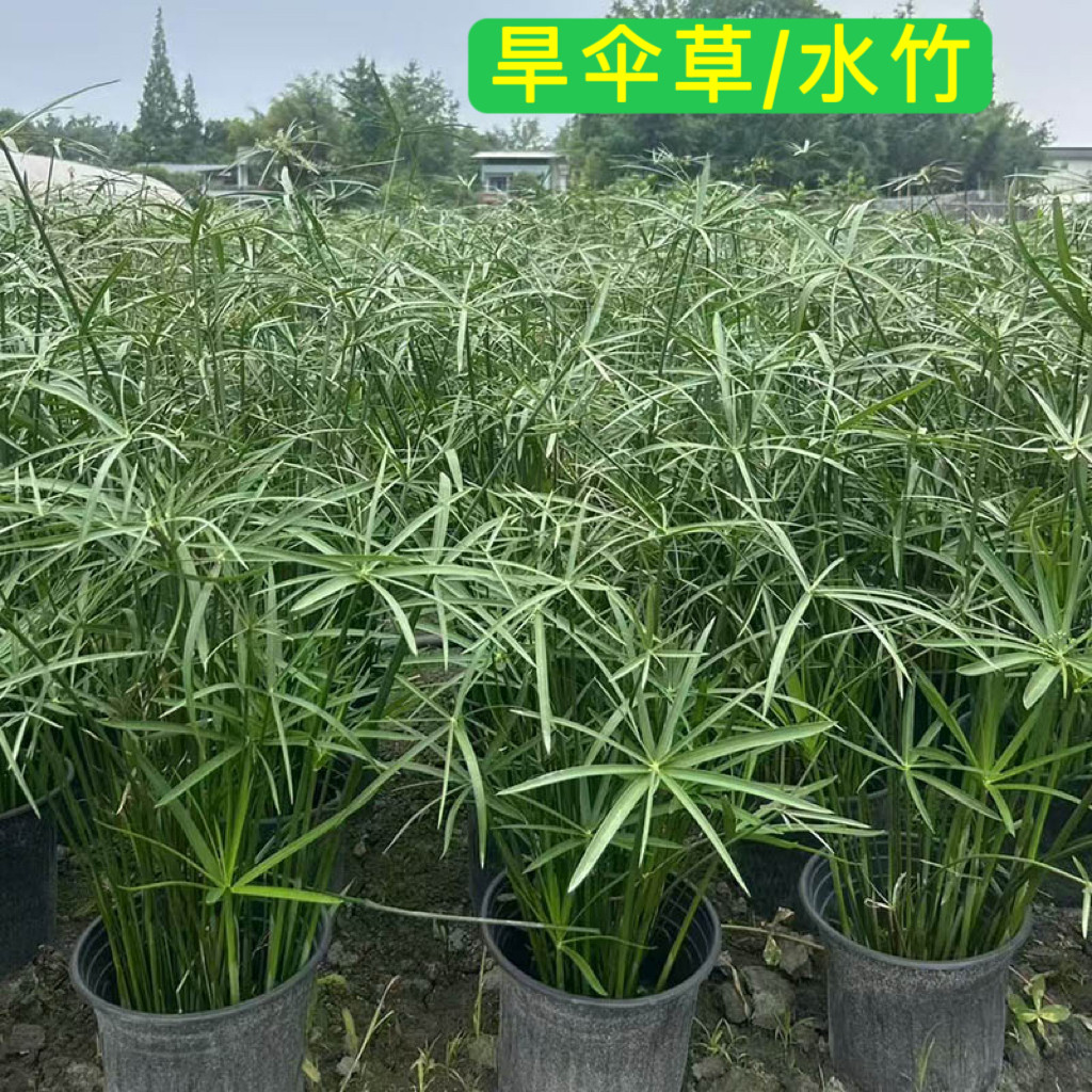 水竹水培植物净化水质成都基地批图片