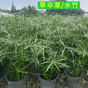 水竹水培植物旱伞草鱼缸造景净化水质水草水生植物鱼池塘龟缸绿植