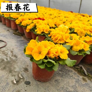 彩云报春花盆栽带花大苗室内阳台庭院花卉耐寒花期长花量大易爆盆