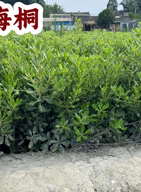 海桐球树苗庭院别墅绿化工程苗木耐旱耐寒庭院常青绿篱灌木易成活