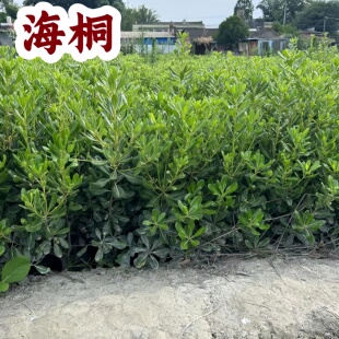 海桐球树苗庭院别墅绿化工程苗木耐旱耐寒庭院常青绿篱灌木易成活
