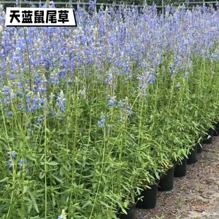 天蓝鼠尾草盆栽花卉植物庭院宿根林荫鼠尾草好公园庭院花镜植物苗