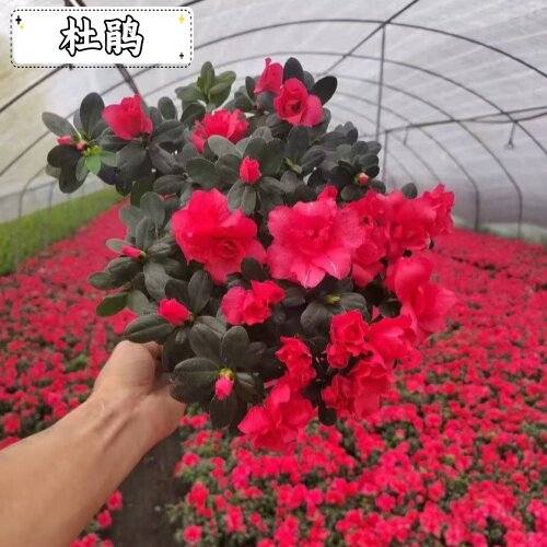 杜鹃花老桩盆栽懒人养绿植易成活