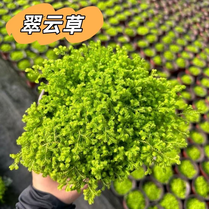 翠云草盆栽情人草铺面草绿植翠云草坪盆栽地被植物室内垂钓微景观