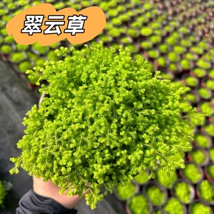 翠云草盆栽情人草铺面草绿植翠云草坪盆栽地被植物室内垂钓微景观