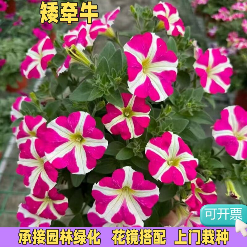 矮牵牛花盆栽阳台庭院垂吊牵牛花图片