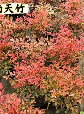 火焰南天竹盆栽真树苗客厅庭院红叶老桩落地植物耐寒竹子盆景绿植