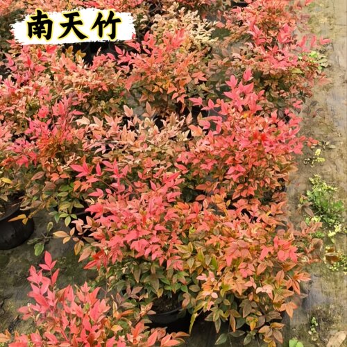 火焰南天竹盆栽真树苗客厅庭院红叶老桩落地植物耐寒竹子盆景绿植
