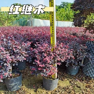 红花继木球红叶植物红继木苗带土球成都基地直销绿化树苗春季开花