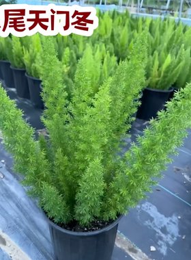 天门冬盆栽狐尾大苗绿植好养耐热