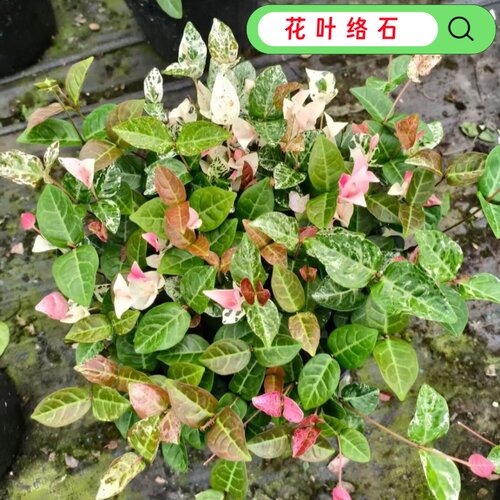 花叶络石四季彩叶阳台爬藤绿植
