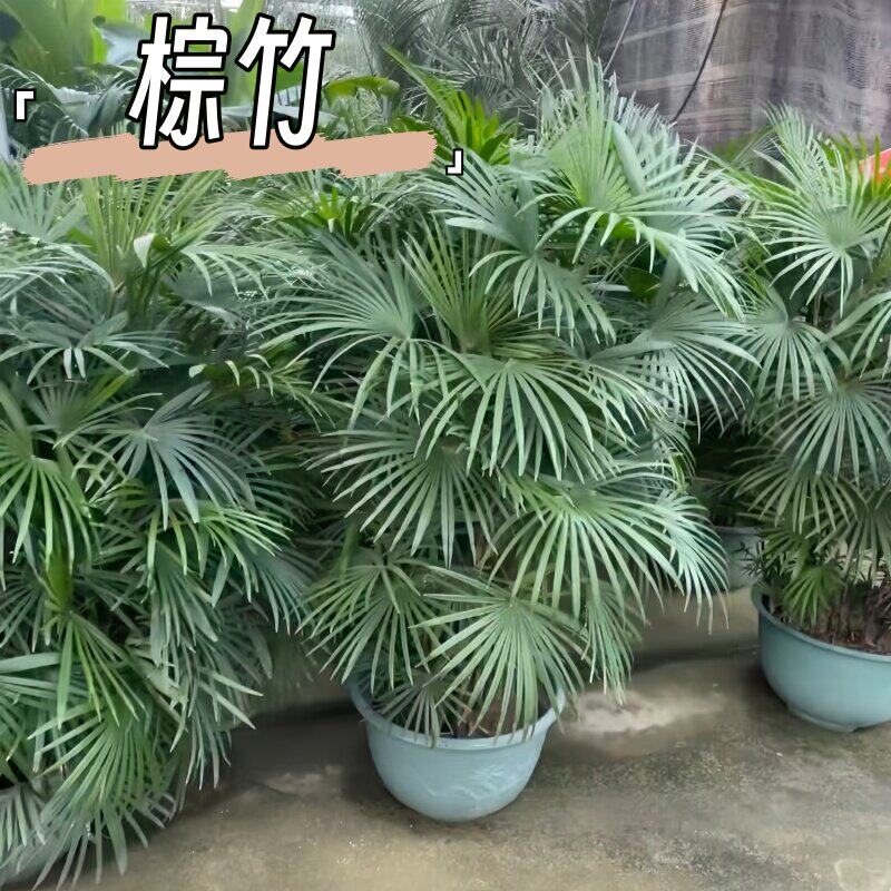 金山棕竹盆栽室内大型绿植客厅植物落地式小细叶大叶四季好养竹子