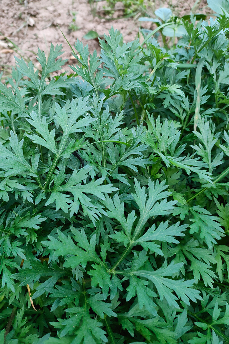 重庆新鲜农家爱叶食用艾草当季新鲜蔬菜艾蒿清明艾草嫩艾叶艾青团