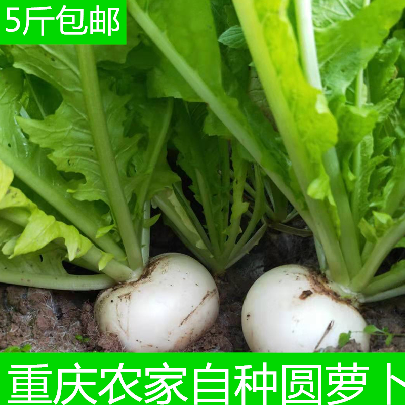 新鲜重庆农产品白皮不老多汁萝卜