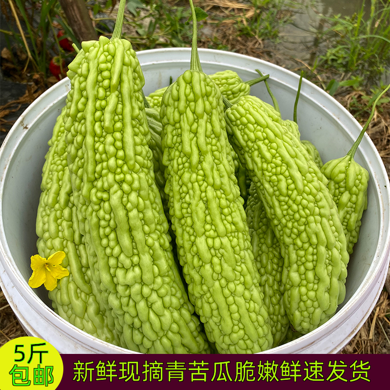 重庆农家新鲜苦瓜凉瓜当季时令疏菜绿苦瓜炒菜食用现摘现发3斤5斤