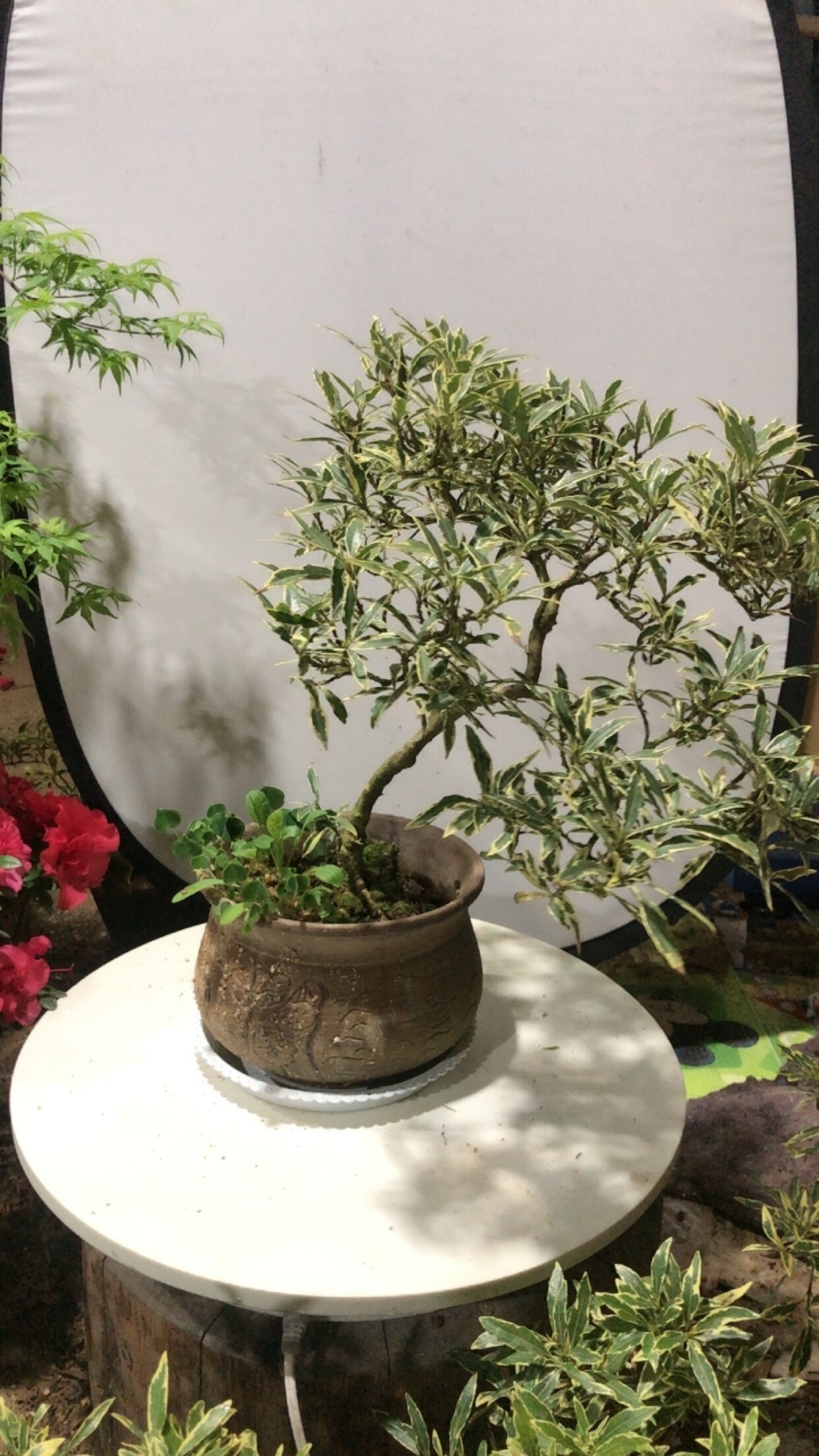 金边雀舌栀子花斑露重瓣栀子盆景多规格可以挑选