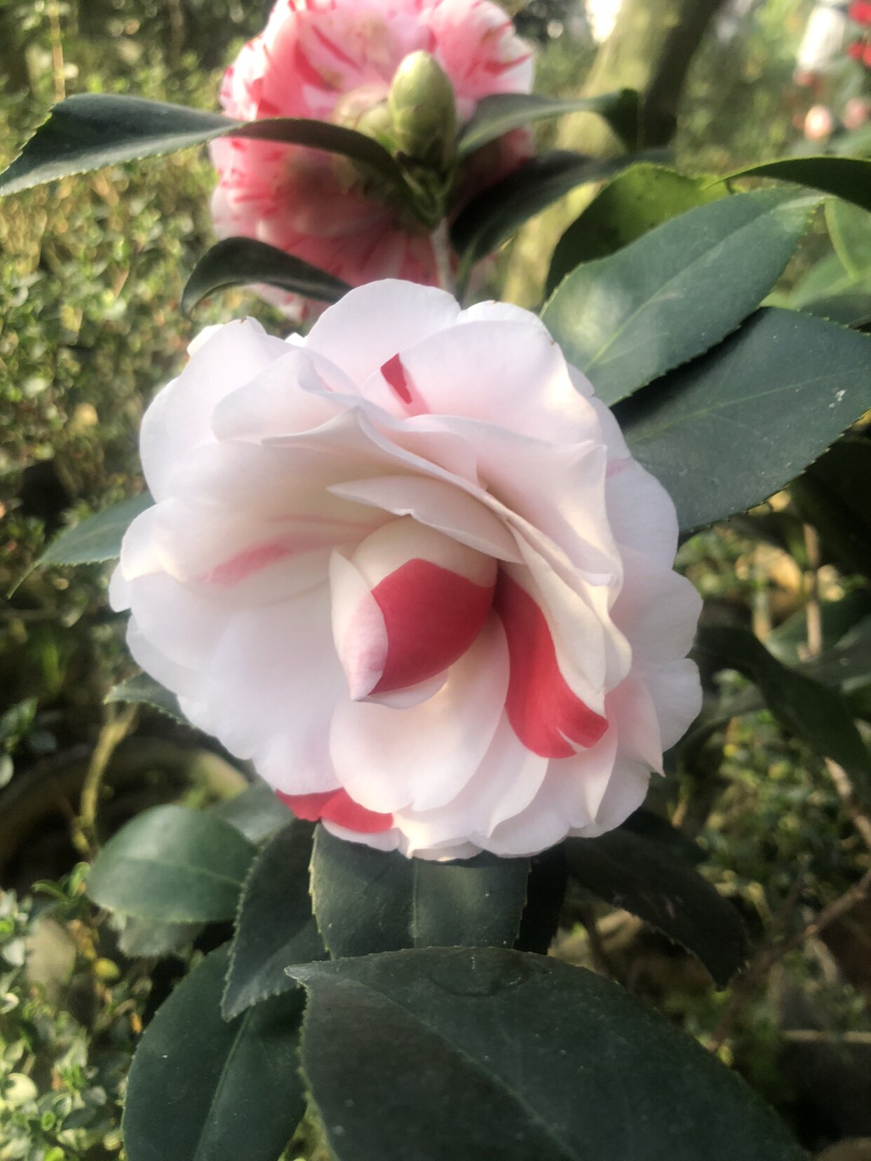 茶花盆栽五色赤丹庭院阳台四季开花容易绿植苗一树多花色随机趣味