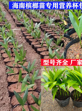 槟榔苗专用营养钵加厚塑料杯海南槟榔苗营养袋黑色槟榔育苗营养杯