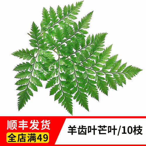 新鲜羊齿叶杨子叶芒叶西餐装饰