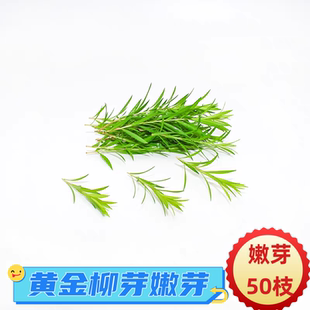 新鲜黄金柳芽黄金香柳柳枝柳芽嫩芽基地直发蛋糕装饰花草绿色