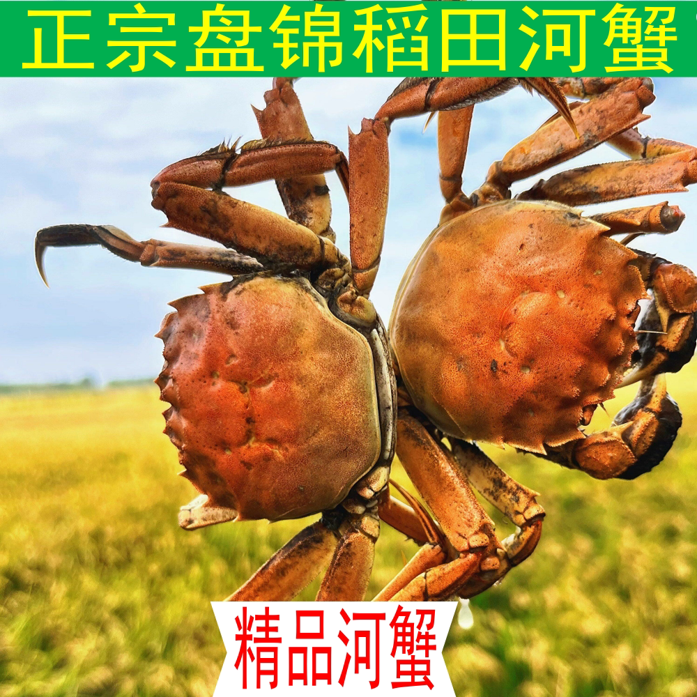 盘锦河蟹稻田蟹鲜甜美味大河蟹