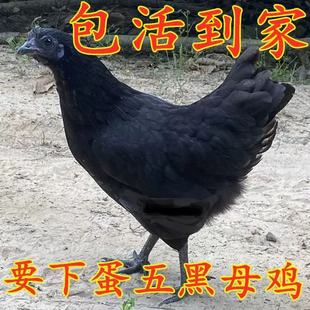 散养绿壳蛋鸡 五黑鸡活体 五黑一绿鸡土鸡乌骨鸡乌鸡活鸡包活到家