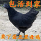散养绿壳蛋鸡 五黑一绿鸡土鸡乌骨鸡乌鸡活鸡包活到家 五黑鸡活体