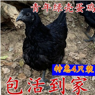 青年五黑鸡 绿壳蛋鸡观赏鸡 高产绿壳蛋鸡五黑一绿瓦灰包活到家