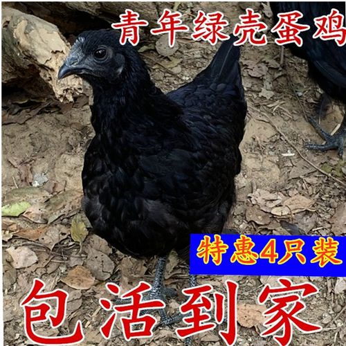 青年五黑鸡绿壳蛋鸡母鸡