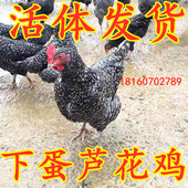观赏鸡 土鸡 下蛋鸡公鸡包活到家 下蛋芦花母鸡 纯种芦花鸡