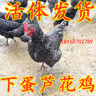 纯种芦花鸡 下蛋芦花母鸡 土鸡 观赏鸡 下蛋鸡公鸡包活到家