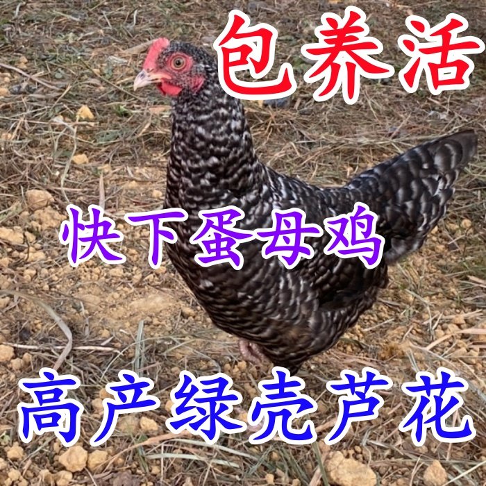快下蛋绿壳芦花母鸡 芦花公鸡 贵妃土鸡 黑芦花鸡 活体鸡包活到家