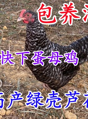 芦花鸡芦花母鸡江西鹰潭土鸡