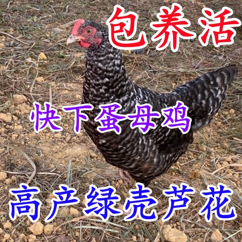 快下蛋绿壳芦花母鸡 芦花公鸡 贵妃土鸡 黑芦花鸡 活体鸡包活到家