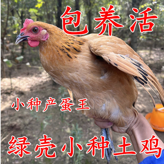 活体土鸡绿壳鸡青脚麻鸡产蛋王