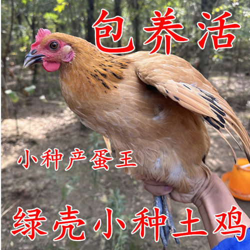 活体土鸡绿壳鸡青脚麻鸡产蛋王