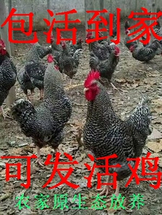 纯种芦花公鸡 下蛋芦花母鸡 土鸡 活鸡 观赏鸡下蛋鸡公鸡包活到家