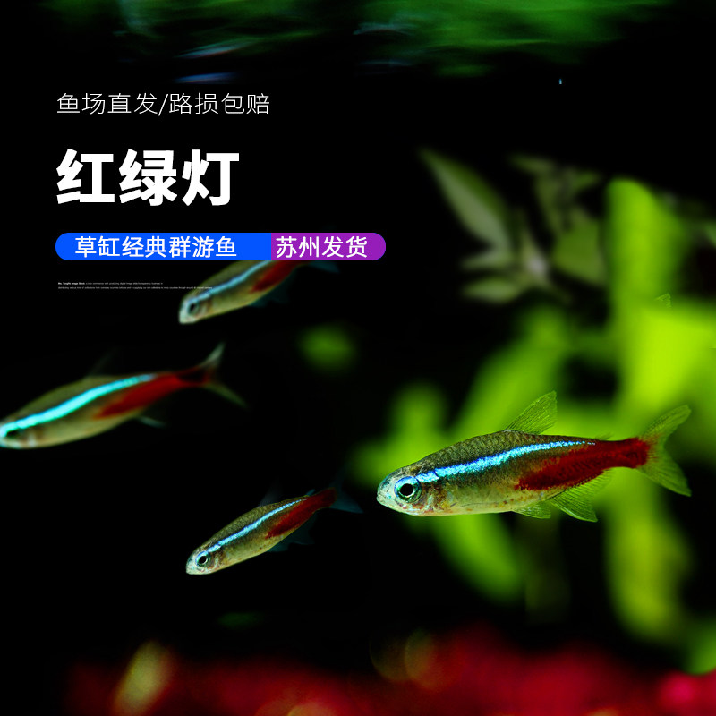 红绿灯孔雀鱼热带淡水观赏活体